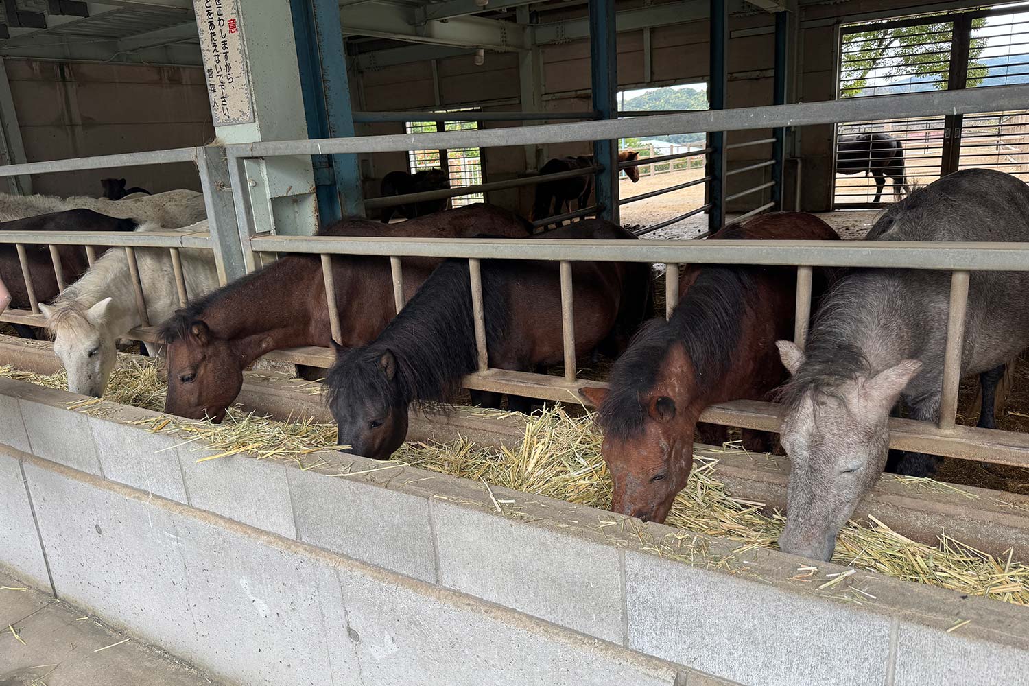 餌を食む野間馬たち
