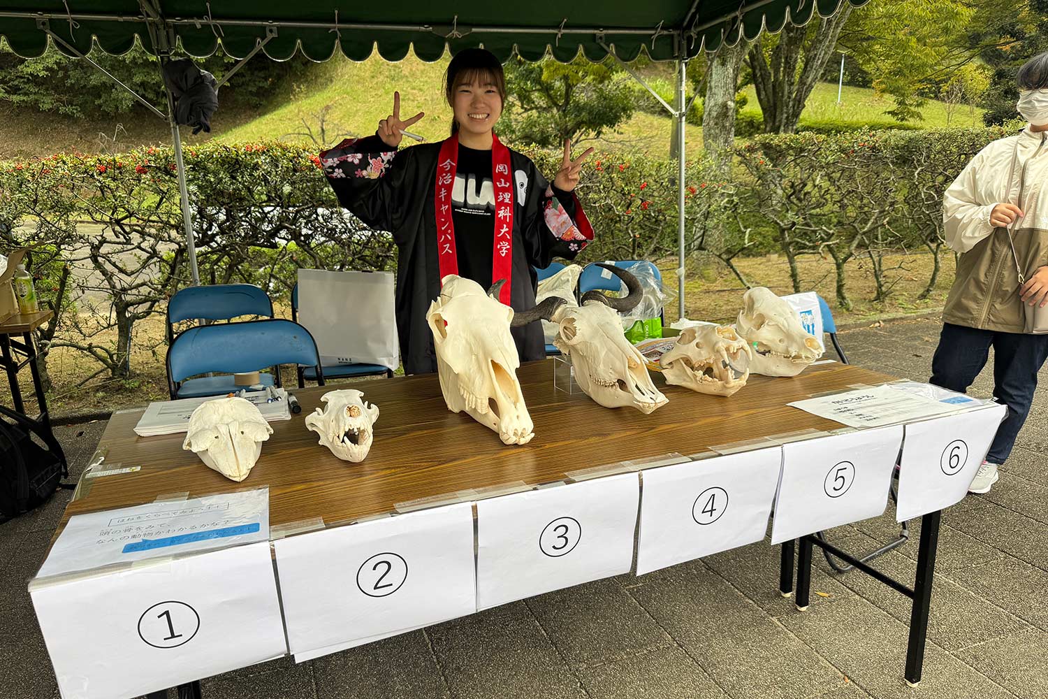 6つ並ぶ骨格標本から野間馬の骨格標本を当てる