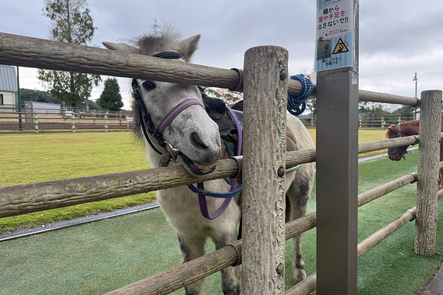 柵越しに可愛い笑顔を見せる野間馬