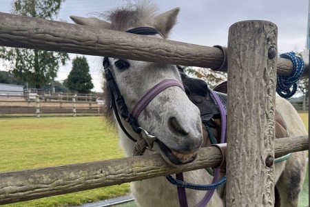 のまうまハイランド