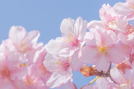 小学校・中学校の新入学