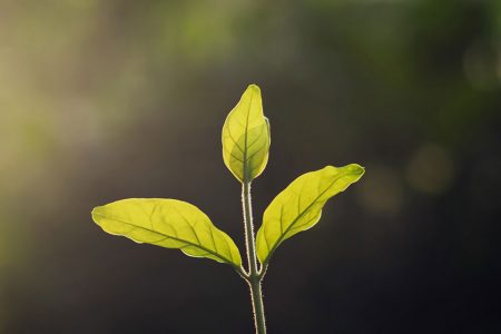 記念樹交付制度