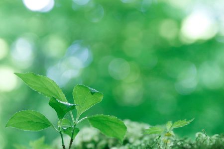 精神障害者保健福祉手帳