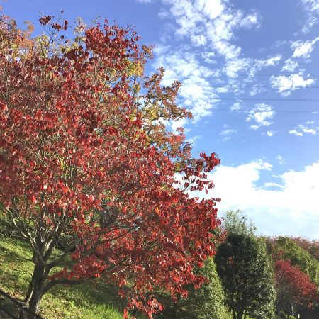 子育て短期入所生活援助事業（ショートステイ）