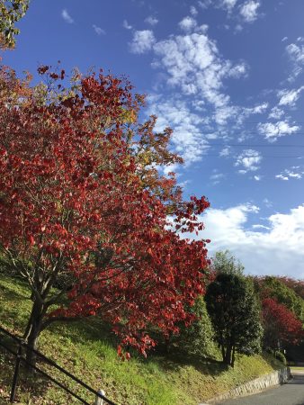 離婚後の子の養育ルールの改正について